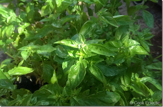 basil plants